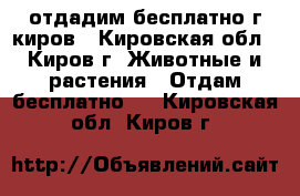 отдадим бесплатно г киров - Кировская обл., Киров г. Животные и растения » Отдам бесплатно   . Кировская обл.,Киров г.